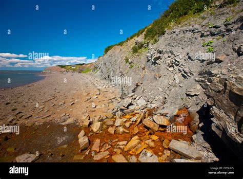 Joggins Fossil Cliffs Bay Of Fundy Nova Scotia Canada Stock Photo