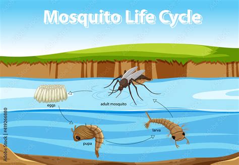 Diagram showing mosquito life cycle Stock Vector | Adobe Stock