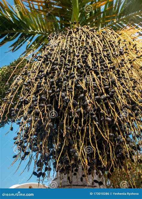 Closeup Image Of Healthy Acai Berries Growing On Palm Tree On Tropical