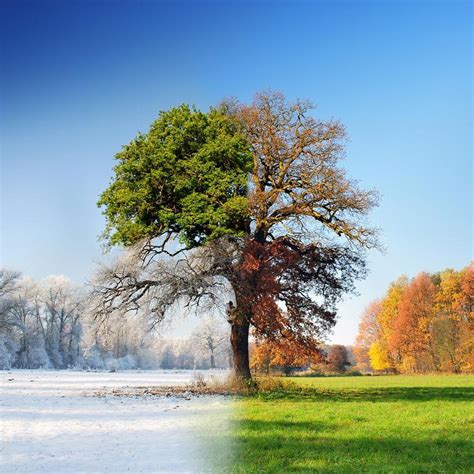 Winter Autumn Spring Summer Tree The Humble I