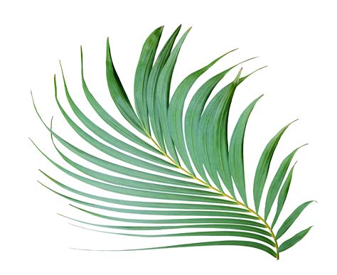 Tropical Frond Green Palm Leaf Tree On Transparent Background Png File