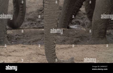 Elephant tip Stock Videos & Footage - HD and 4K Video Clips - Alamy