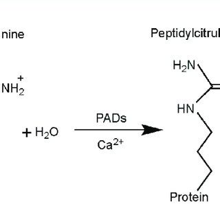 Citrullination Reaction Catalyzed By Peptidylarginine Deiminase PAD