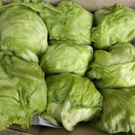 jual sayur lektus lettuce head shopee indonesia