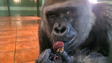 Silverback Gorilla Eats Up Close Youtube