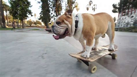 Skateboarding Bulldog Stair Ride Attempts By Tyson Photographed By