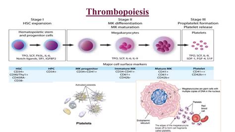 Platelet Structure And Function 1 Ppt