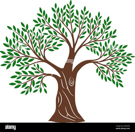 Green Olive Tree Olives Trees Olives Sampling Vector Illustration Greece Olivier Oil Farming