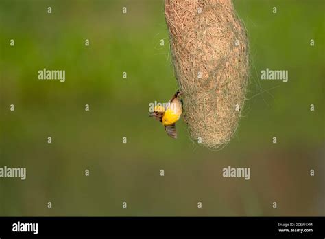 Baya Weaver Nesting Stock Photo Alamy