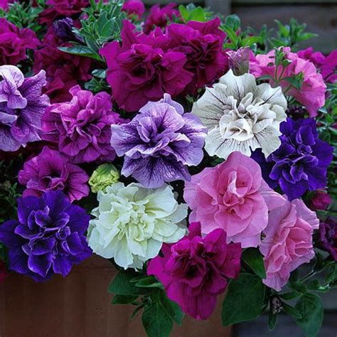 Petunia Tumbelina Collection Plug X 12 YouGarden