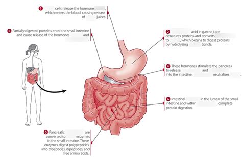 Protein Digestion Diagram Diagram Quizlet