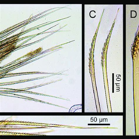 Lepidonotus Tenuisetosus A Notochaetae From Chaetiger 15 B Tip Of