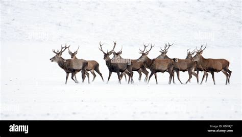 Hirsche migration Fotos und Bildmaterial in hoher Auflösung Alamy