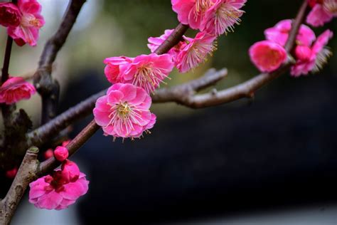 Uncover The Timeless Beauty Of Japanese Flowers A Seasonal Guide