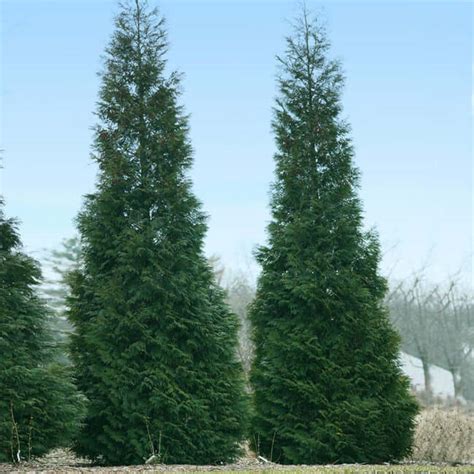 Different Types Of Arborvitae Trees For Your Yard With Pictures