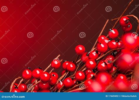 european holly  red stock photo image  greeting