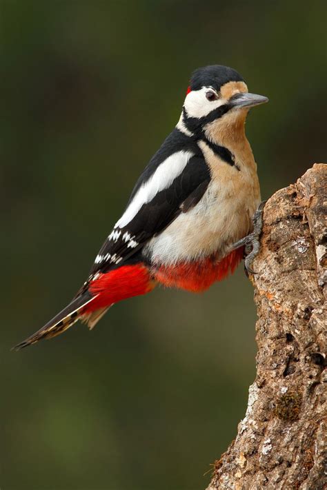 birds of a feather | Pretty birds, Colorful birds, Pet birds