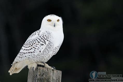 Pin By Lily Withers On Photos Northern Spotted Owl White Owl Owl