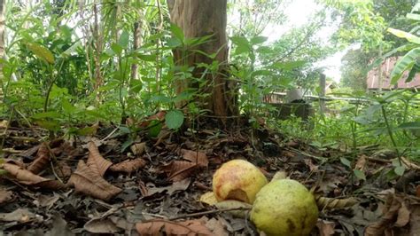 Buah Jatuh Dari Pohon Koleksi Gambar