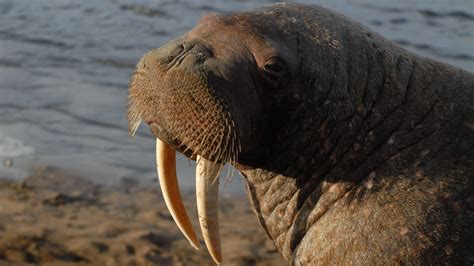 spot  walrus   wild     space