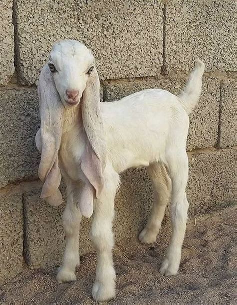 Damascus Goat : tippytaps