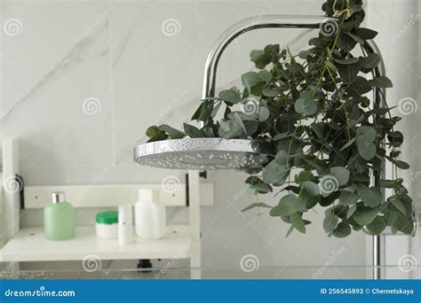 Branches with Green Eucalyptus Leaves in Shower Stock Image - Image of lifestyle, freshness ...