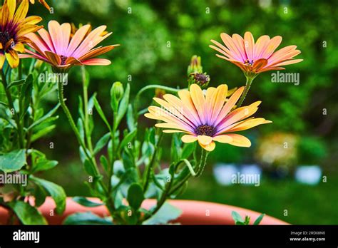 Cluster Of Three Blue Eyed African Daisies In Bloom On Bright Summer
