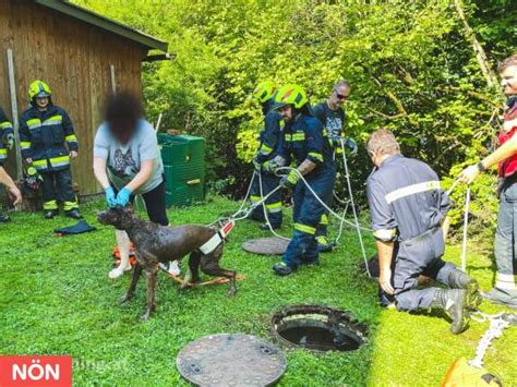 Tierrettung Gaminger Florianis retteten Hund aus Klärgrube NÖN at