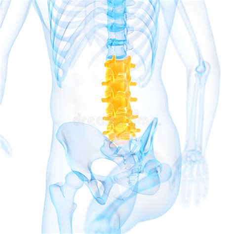 Lumbar Spine Anatomy Anatomy Human Body Stock Illustration