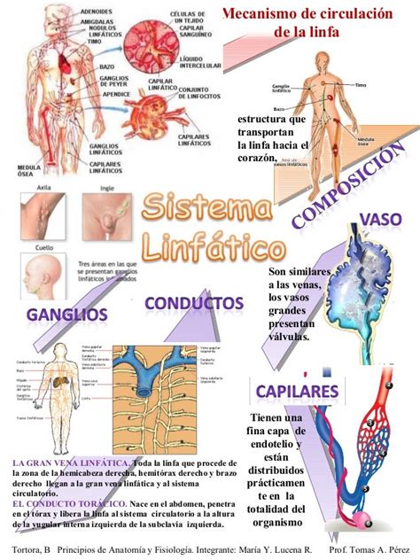 Sistema Linfatico Partes Funciones Y Enfermedades Kulturaupice