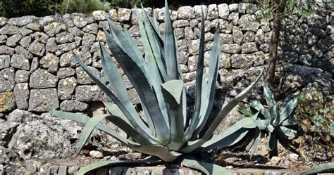 Century Plant Care: Growing The Agave Americana