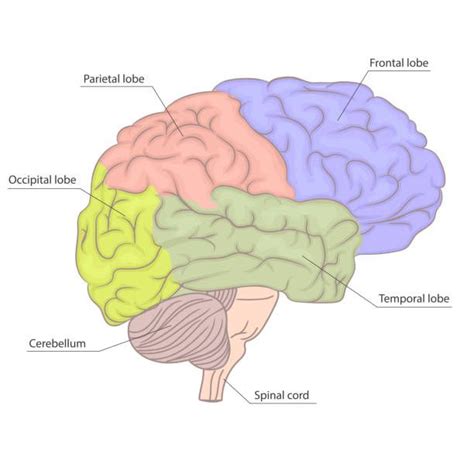 520 Parietal Lobe Illustrations Royalty Free Vector Graphics Clip Art