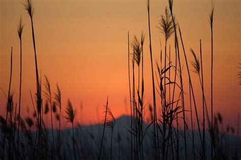 Parque Natural De L Albufera Proyecto Libera