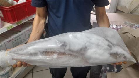 Torino Sequestrati Due Quintali E Mezzo Di Pesce Mal Congelato In Un