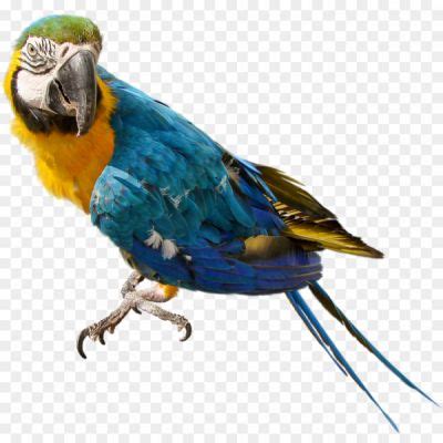 Macaw PNG Pic Background Pngsource