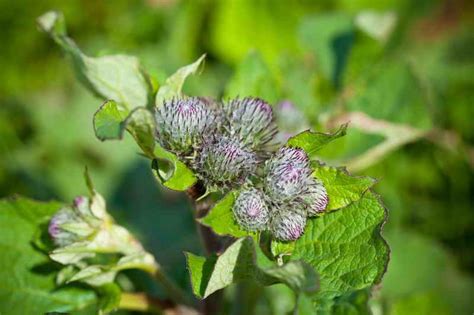 Растение Лопух: фото, сорта, лечебные свойства и противопоказания