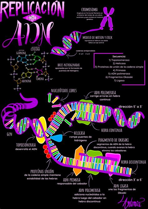 Replicaci N Del Adn Replication Of Dna Notas De Biolog A Biolog A