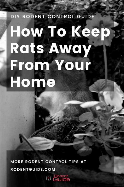 Preventing Rat Infestations In Your Home Tips And Tricks For A Rat