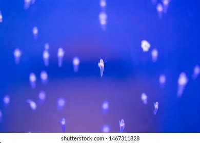 Hundred Naked Sea Butterfly Royalty Free Images Stock Photos Pictures Shutterstock