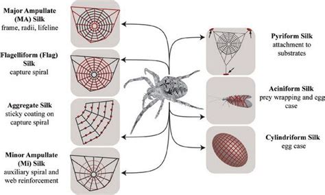 Decoding the key of spider silk | Spider silk, Textile business, Types ...