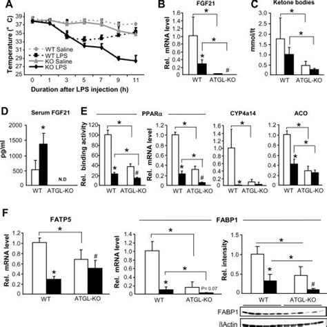 Genetic Ablation Of Atgl Aggravates Mcd Induced Nash And Causes Pparα