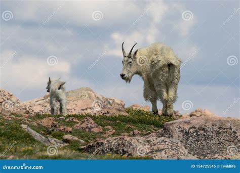 Mountain Goat Nanny And Kid Stock Image Image Of Cute Nanny 154725545