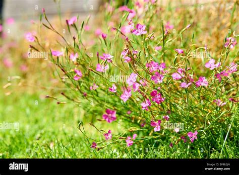 Lavender fields on Hvar Stock Photo - Alamy