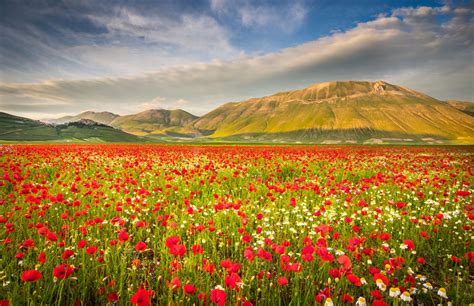 Au Cœur De Litalie Ces Champs De Fleurs Colorés Sont Un Véritable