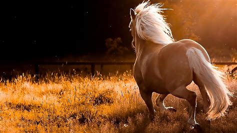 All Wallpapers: Beautiful Horse Hd Wallpapers 2013