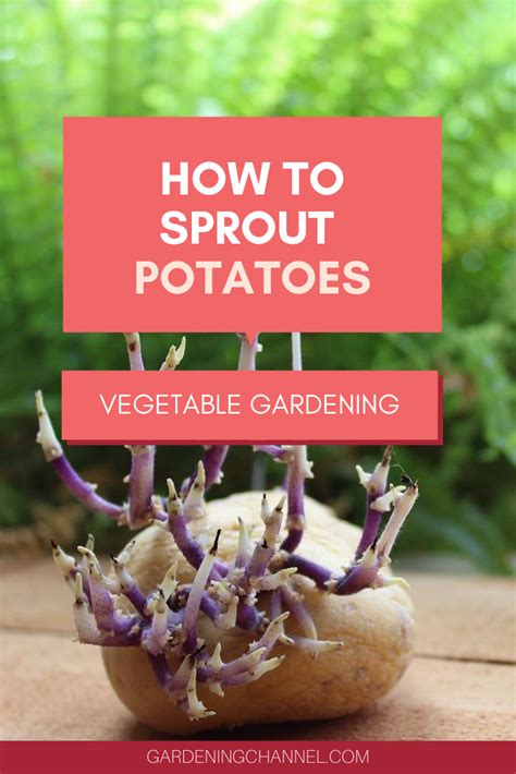 How To Plant A Sprouted Potato Artofit