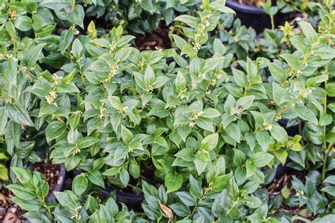 Sarcococca Ruscifolia Fragrant Sweet Box Plants4home