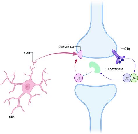 Mechanism For Glia Mediated Synaptic Pruning Via The Classical