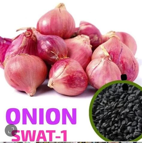 Onion Seeds SWAT- ONE Price in Pakistan - Pak Plants