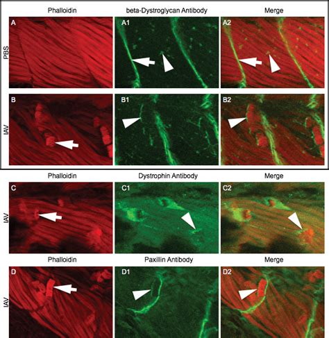 Influenza A Virus Infection Damages Zebrafish Skeletal Muscle And